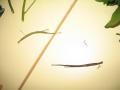 IMG_3701 (Copier)
